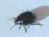 Chrysolina haemoptera